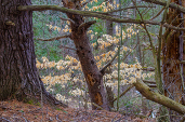 Nature Winner: Art Boni, "Gatineau Park - Gnarly Trees"