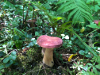 Nature: Jeff Miller, "Mushroom On The Red Sandstone Trail"