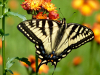 Nature: Bob Platte, "Eastern Tiger Swallowtail on Orange Hawkweed"